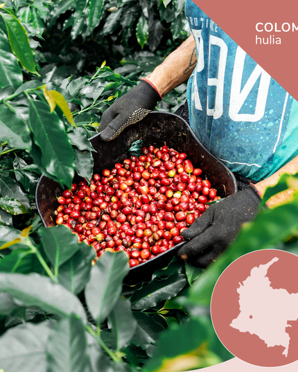 Specialty Colombian Coffee, Pink Bourbon - Opaqa Amelia’s Blossom