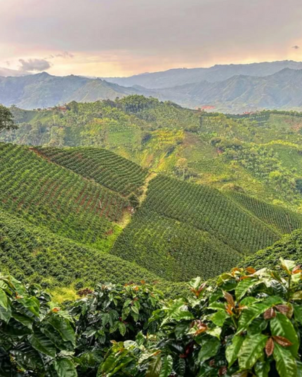 Orange Bourbon - Washed Espresso