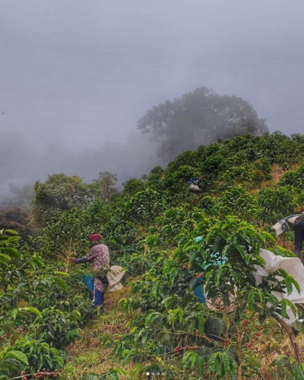 Orange Bourbon - Washed Espresso