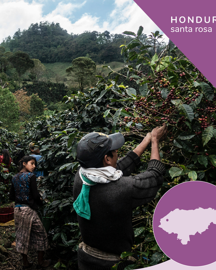 Specialty Honduras Organic Coffee, Opaqa Honduran Splendor