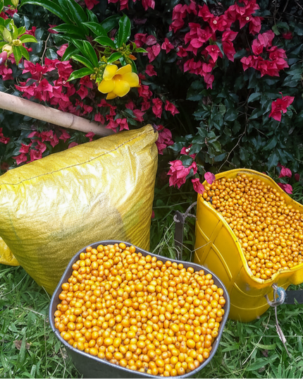 Yellow Bourbon - Washed