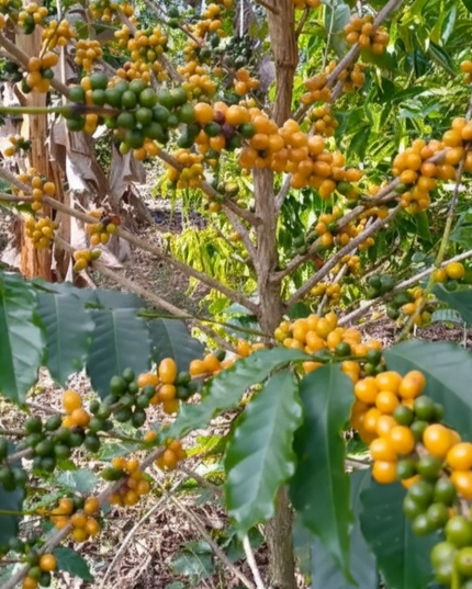 Yellow Bourbon - Washed